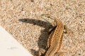 Thierry.T - Mon voisin le Lézard